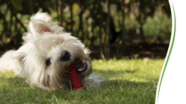 革新的なペットのためのおもちゃ