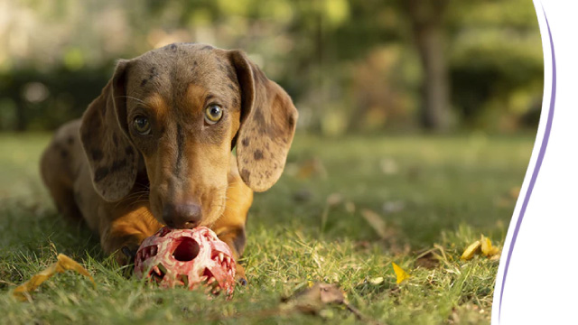 ペットは健康に、飼い主は安心