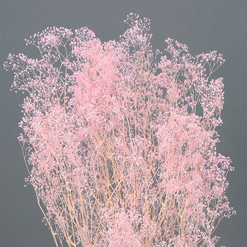 ミニカスミ草ピンク