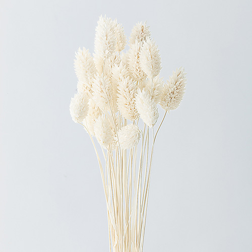 ポアプランツ白