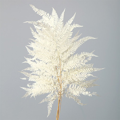 ヒメワラビ　白