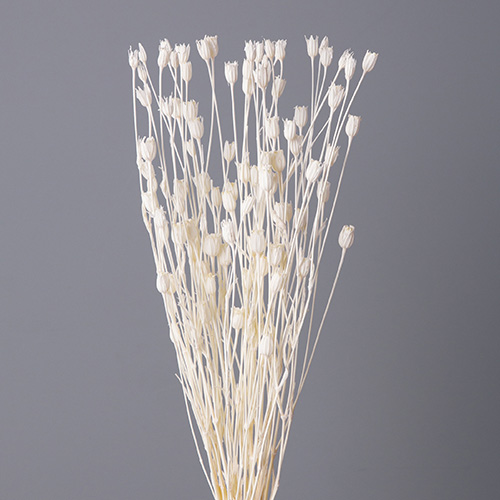 フローレンティナ白