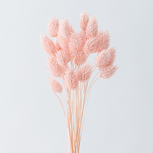 ポアプランツベビーピンク