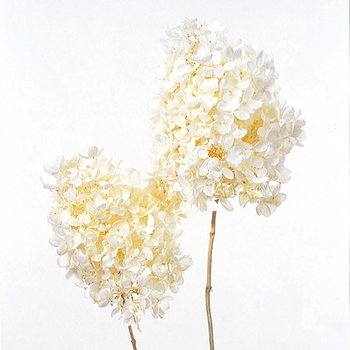 ピラミッドアジサイ・ヘッド オフホワイト