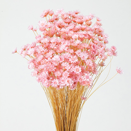 スターフラワー・ブロッサムブライダルピンク