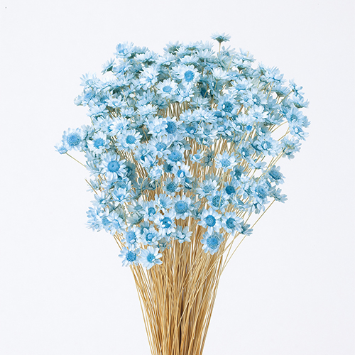 スターフラワー・ブロッサム　ベビーブルー