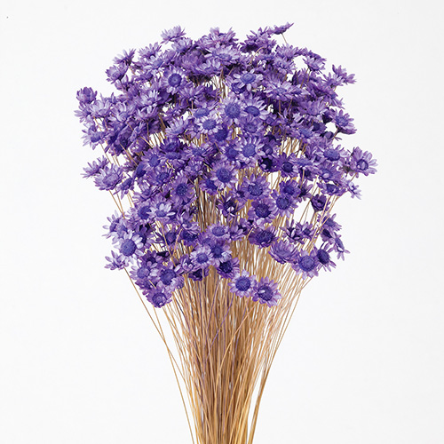 スターフラワー・ブロッサムライトパープル