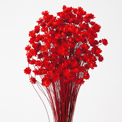 スターフラワー・ブロッサムレッド