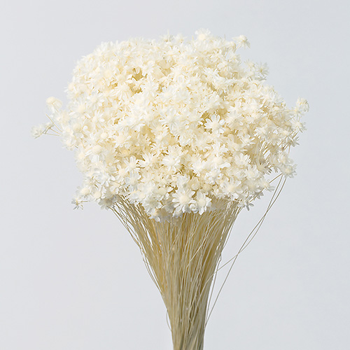 スターフラワー・ミニ白