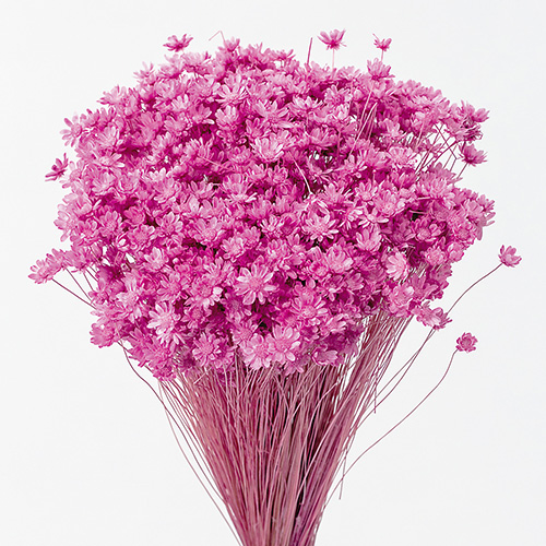 スターフラワー・ミニストロベリー