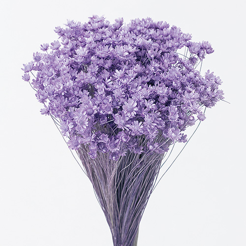 スターフラワー・ミニライトパープル