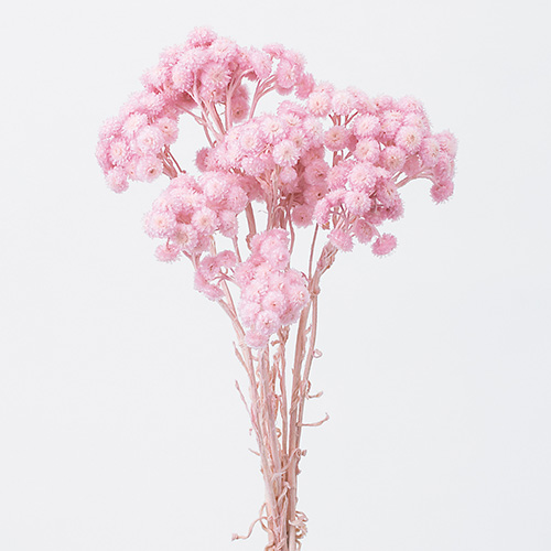 イモーテルシャーベットピンク