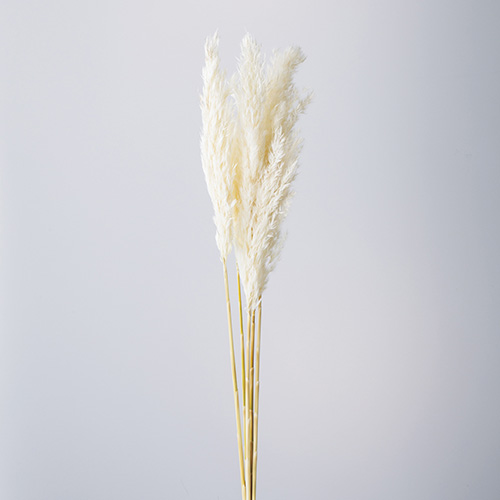 プルームリード白