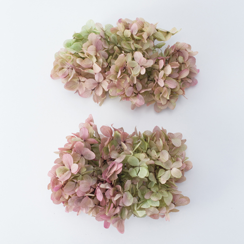 ピラミッドアジサイ・ヘッド オレガノピンク