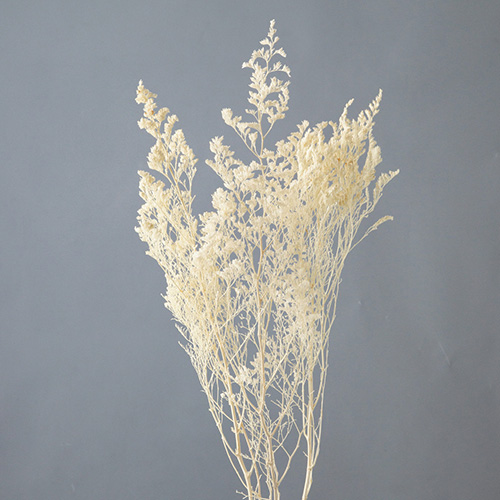 カスピアオフホワイト