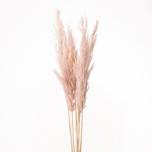 プルームリードピンクベージュ