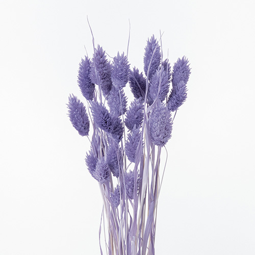 ポアプランツエンジェルパープル