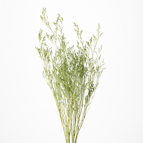 カスピアスプリンググリーン