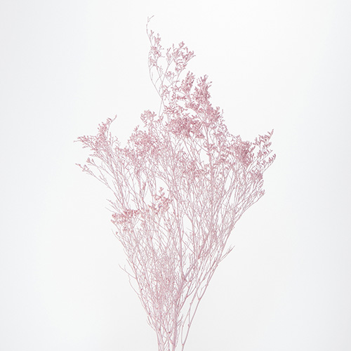 カスピアマットピンク