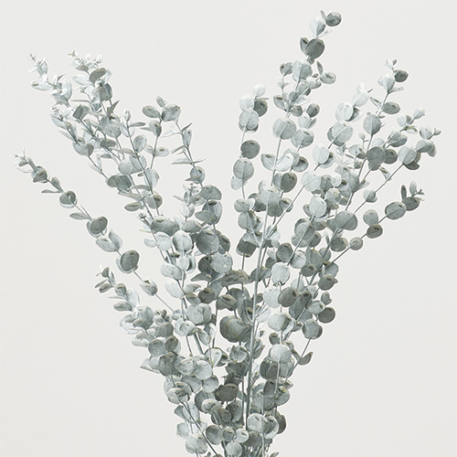 グニーユーカリ　マットホワイト